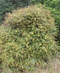 Hypericum canariense