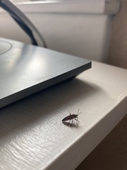 Neacoryphus bicrucis