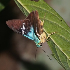 Astraptes fulgerator azul