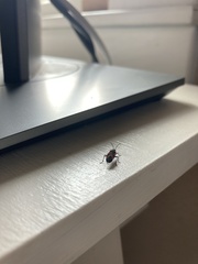 Neacoryphus bicrucis