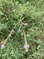 Verbena xutha