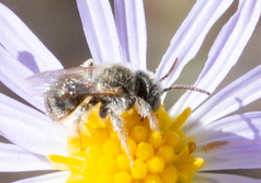 Anthophorula