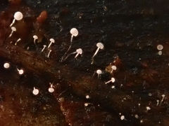 Antinoa juniperinella