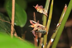 Cholus olivieri