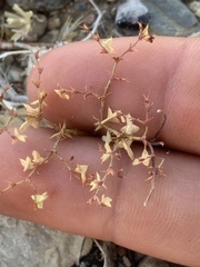 Centrostegia thurberi