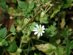Stellaria aquatica