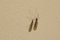 Trichocera