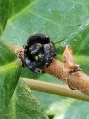 Phidippus audax