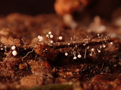 Antinoa juniperinella