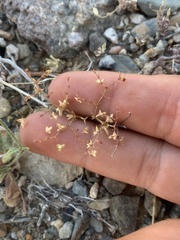 Centrostegia thurberi
