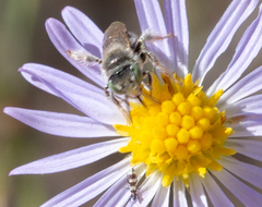 Anthophorula