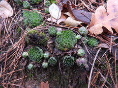 Sempervivum globiferum