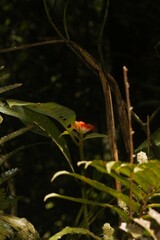 Palicourea tomentosa