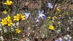 Sisyrinchium graminifolium