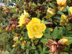 Hypericum canariense