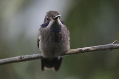 Colibri delphinae