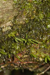 Cochlidium serrulatum