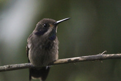 Colibri delphinae