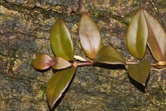 Codonanthopsis crassifolia