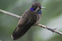 Colibri delphinae