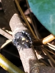 Phidippus audax