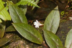 Codonanthopsis crassifolia