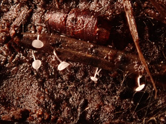 Antinoa pulchella