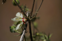 Loasa prostrata