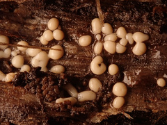 Perichaena corticalis