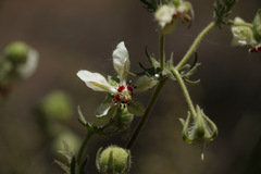 Loasa prostrata