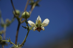 Loasa prostrata