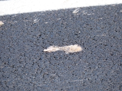 Leporidae