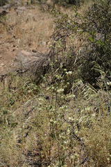 Loasa prostrata