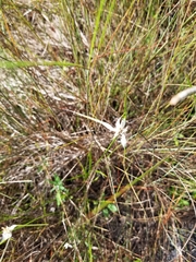 Rhynchospora colorata