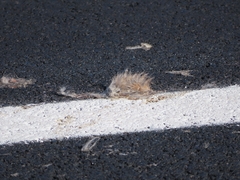 Leporidae