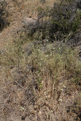 Loasa prostrata