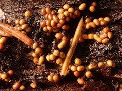 Perichaena corticalis