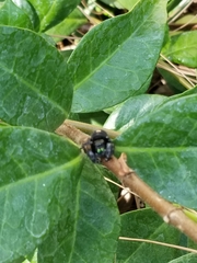 Phidippus audax