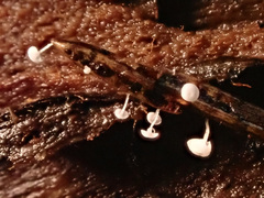 Antinoa pulchella
