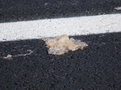 Leporidae