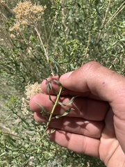 Chrysothamnus viscidiflorus viscidiflorus