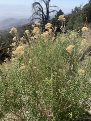Chrysothamnus viscidiflorus viscidiflorus