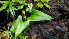 Anthurium sagittatum