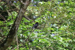 Tachyphonus delatrii