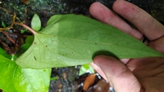 Anthurium sagittatum