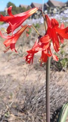 Zephyranthes phycelloides