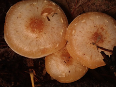 Pholiota lenta