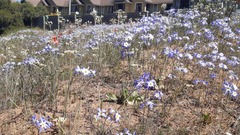 Leucocoryne coquimbensis