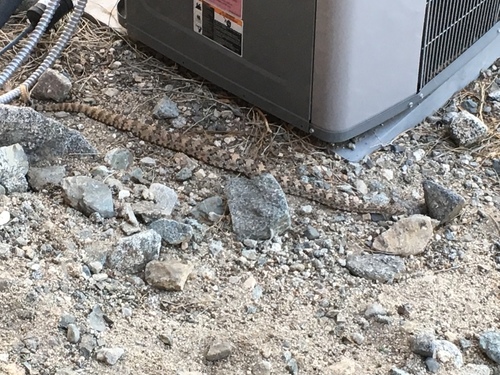 iNaturalist observation photo of Southwestern Speckled Rattlesnake