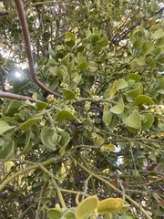 Phoradendron macrophyllum